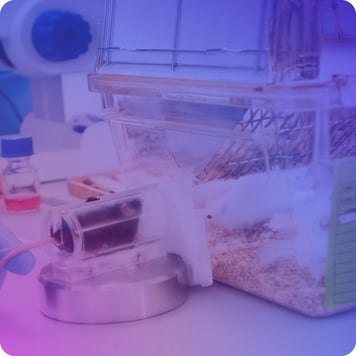 Laboratory mouse in a ventilated cage, used for scientific research in a controlled environment.
